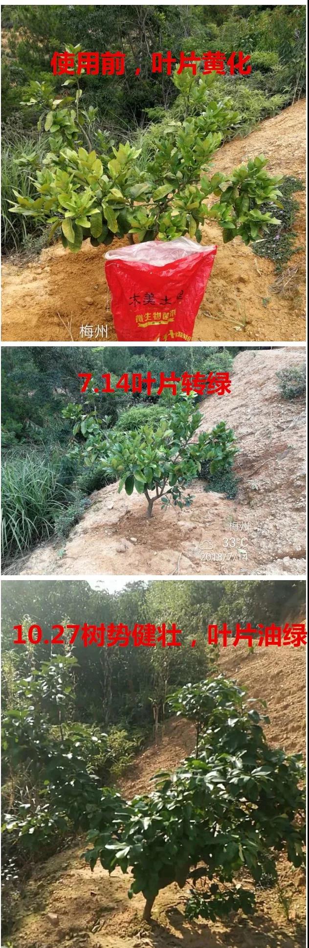 治疗柚树根腐病,这样做!