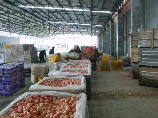 批发苹果怎么储存